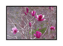 Load image into Gallery viewer, Flower Photography Wall Art Print of magnificent Pink Magnolias, prized for their large and perfumed flowers. Canvas Print with Black Frame. 
