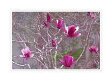 Load image into Gallery viewer, Magnolia Wall Art, magnificent Pink Magnolias, prized for their large and perfumed flowers, Framed Prints, Canvas, Acrylic.Flower Photography Wall Art Print of magnificent Pink Magnolias, prized for their large and perfumed flowers. Canvas Print with White Frame. 
