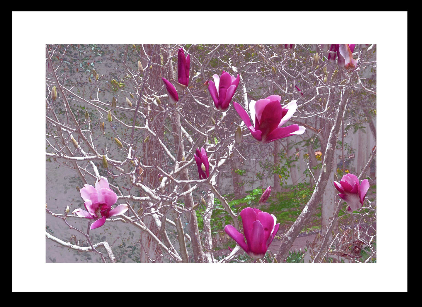 Flower Photography Wall Art Print of magnificent Pink Magnolias, prized for their large and perfumed flowers. Fine Art Print with Black Frame. 