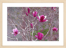 Load image into Gallery viewer, Flower Photography Wall Art Print of magnificent Pink Magnolias, prized for their large and perfumed flowers. Fine Art Print with Wood Frame. 
