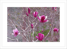 Load image into Gallery viewer, Flower Photography Wall Art Print of magnificent Pink Magnolias, prized for their large and perfumed flowers. Fine Art Print with White Frame. 
