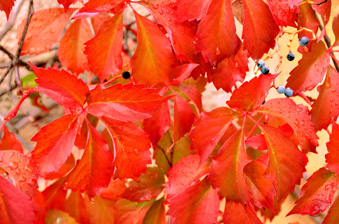 Autumn Leaves Photography Wall Art Print of Red Virginia Creeper leaves. Unframed Print.