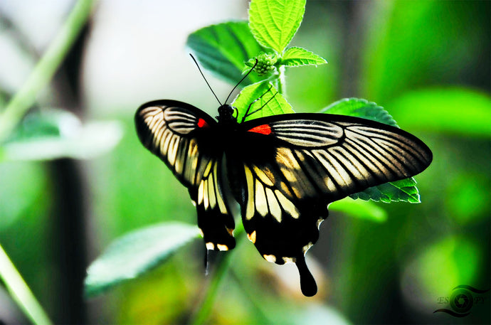 Wildlife Photography Artwork of a Swallowtail Butterfly gently resting its wings. Unframed Print. 