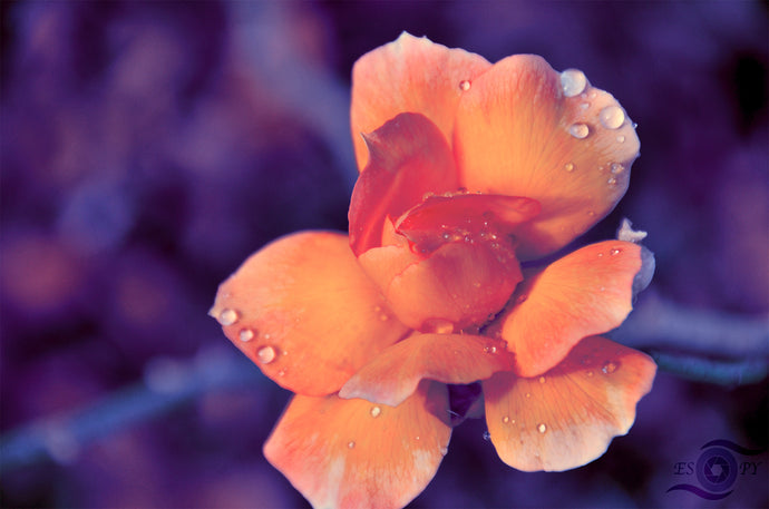 Flower Photography Wall Art Print of a young orange Rose with glinting raindrops. Unframed Print.