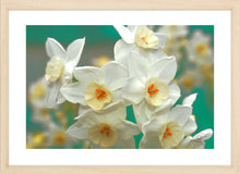 Load image into Gallery viewer, Flower Photography Wall Art print of Spring sunshine washing over a cluster of white daffodils known as Sacred Daffodil. Fine Art Print with Wood Frame.
