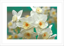 Load image into Gallery viewer, Flower Photography Wall Art print of Spring sunshine washing over a cluster of white daffodils known as Sacred Daffodil. Fine Art Print with White Frame.
