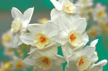 Load image into Gallery viewer, Flower Photography Wall Art print of Spring sunshine washing over a cluster of white daffodils known as Sacred Daffodil. Unframed Print. 
