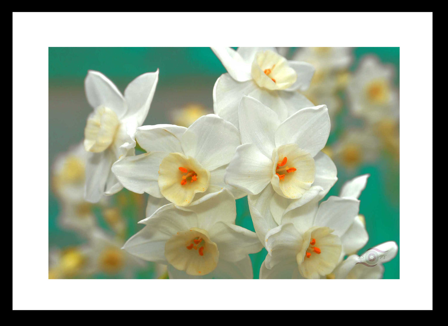 Flower Photography Wall Art print of Spring sunshine washing over a cluster of white daffodils known as Sacred Daffodil. Fine Art Print with Black Frame.