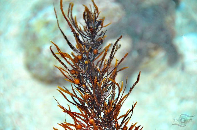 Beach Photography Wall Art Print of light coral, brown seaweed washed up in the shallow waves gently kissing the shoreline. Unframed Print. 