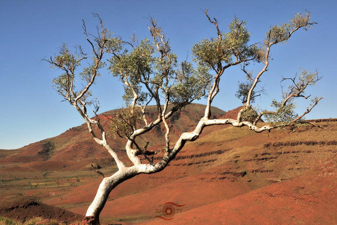 Pilbara Photography Artwork of a snappy gum tree in the Karijini National Park. Unframed Print. 