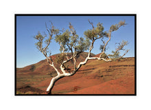 Load image into Gallery viewer, Pilbara Photography Artwork of a snappy gum tree in the Karijini National Park. Canvas Print with Black Frame. 
