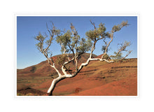 Load image into Gallery viewer, Pilbara Photography Artwork of a snappy gum tree in the Karijini National Park. Canvas Print with White Frame. 
