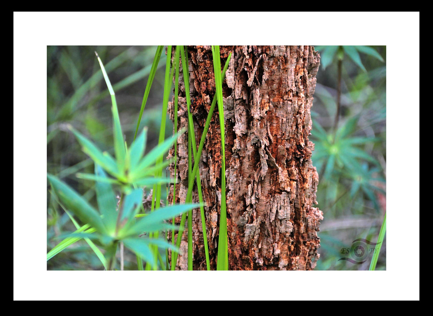 Forest Photography Wall Art Print of the Marri Forest in South Western Australia. Fine Art Print with Black Frame. 