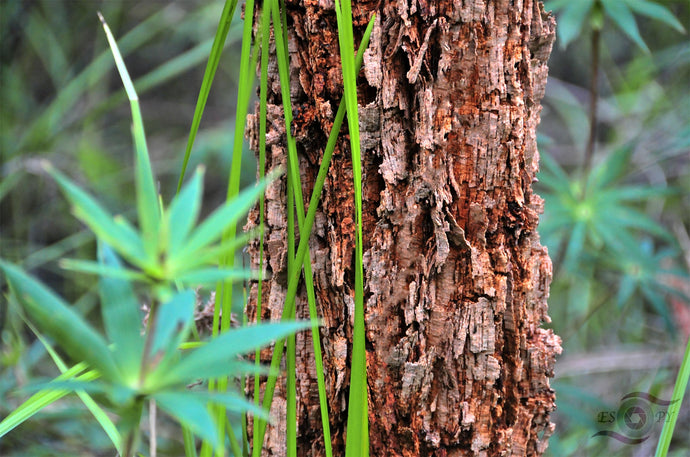 Forest Photography Wall Art Print of the Marri Forest in South Western Australia. Unframed Print.