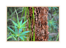 Load image into Gallery viewer, Forest Photography Wall Art Print of the Marri Forest in South Western Australia. Canvas Print with Wood Frame.
