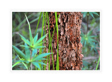 Load image into Gallery viewer, Forest Photography Wall Art Print of the Marri Forest in South Western Australia. Canvas Print with White Frame.
