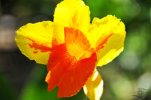 Load image into Gallery viewer, Canna Photography Wall Art of a yellow and orange Canna. Available on Fine Art Paper, Canvas &amp; Acrylic. 
