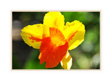 Load image into Gallery viewer, Flower Photography Wall Art Print of a yellow and orange Canna lit by the sunrise. Canvas Print with Wood Frame.
