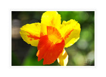 Load image into Gallery viewer, Flower Photography Wall Art Print of a yellow and orange Canna lit by the sunrise. Canvas Print with White Frame.
