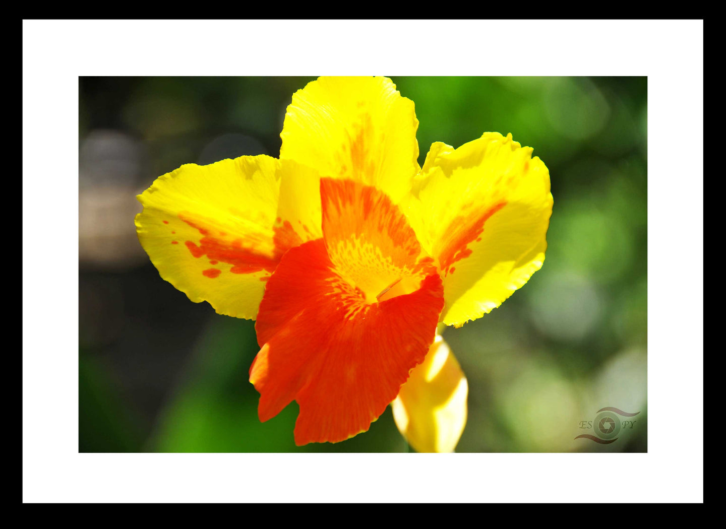 Flower Photography Wall Art Print of a yellow and orange Canna lit by the sunrise. Fine Art Print with Black Frame. 