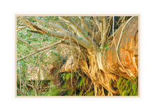 Load image into Gallery viewer, Pilbara Photography Artwork of tree roots growing through rocks in the Karijini National Park, Pilbara, Western Australia. Canvas Print with Wood Frame. 
