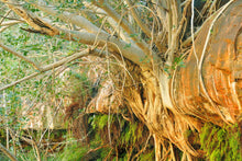 Load image into Gallery viewer, Pilbara Photography Artwork of tree roots growing through rocks in the Karijini National Park, Pilbara, Western Australia. Unframed Print.
