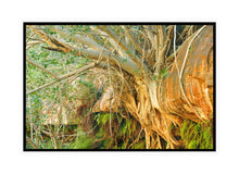 Load image into Gallery viewer, Pilbara Photography Artwork of tree roots growing through rocks in the Karijini National Park, Pilbara, Western Australia. Canvas Print with Black Frame. 
