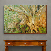 Load image into Gallery viewer, Pilbara Photography Artwork of tree roots growing through rocks in the Karijini National Park, Pilbara, Western Australia. Canvas Print with Wood Frame. 
