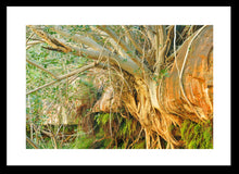 Load image into Gallery viewer, Pilbara Photography Artwork of tree roots growing through rocks in the Karijini National Park, Pilbara, Western Australia. Fine Art Print with Black Frame. 
