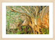 Load image into Gallery viewer, Pilbara Photography Artwork of tree roots growing through rocks in the Karijini National Park, Pilbara, Western Australia. Fine Art Print with Wood Frame. 
