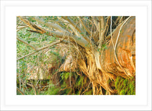 Load image into Gallery viewer, Pilbara Photography Artwork of tree roots growing through rocks in the Karijini National Park, Pilbara, Western Australia. Fine Art Print with White Frame. 
