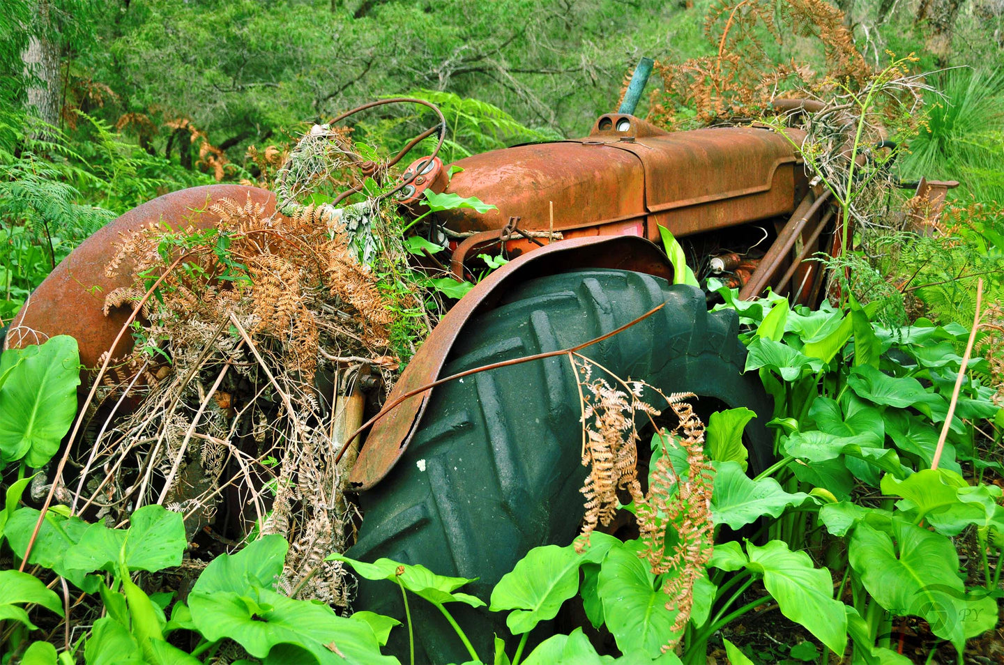 Tractor Heaven