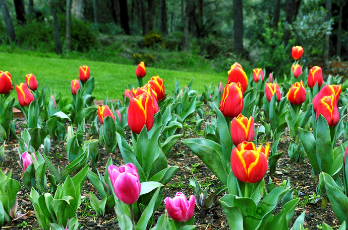 Tulip Photography Wall Art of multicoloured tulips. Lots of colour in the form of 150,000 tulips at the Araleun Botanic Park, Western Australia, Tulip Festival held every year from August to October. Available on Fine Art Paper, Canvas & Acrylic.