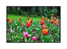 Load image into Gallery viewer, Flower Photography Wall Art Print of multicoloured tulips. Canvas Print in Black Frame. 
