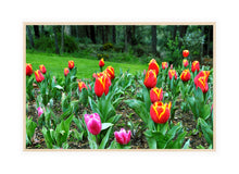 Load image into Gallery viewer, Flower Photography Wall Art Print of multicoloured tulips. Canvas Print in Wood Frame. 
