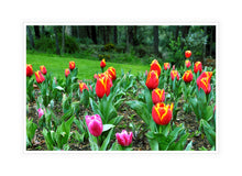 Load image into Gallery viewer, Flower Photography Wall Art Print of multicoloured tulips. Canvas Print in White Frame. 
