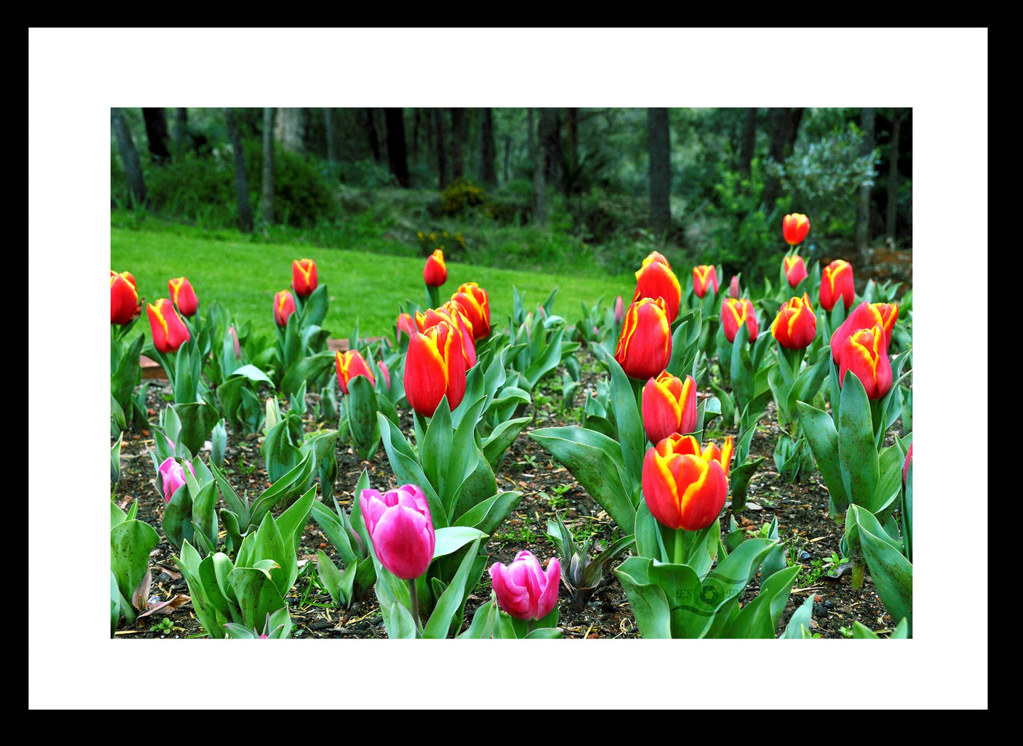 Flower Photography Wall Art Print of multicoloured tulips. Fine Art Print in Black Frame. 