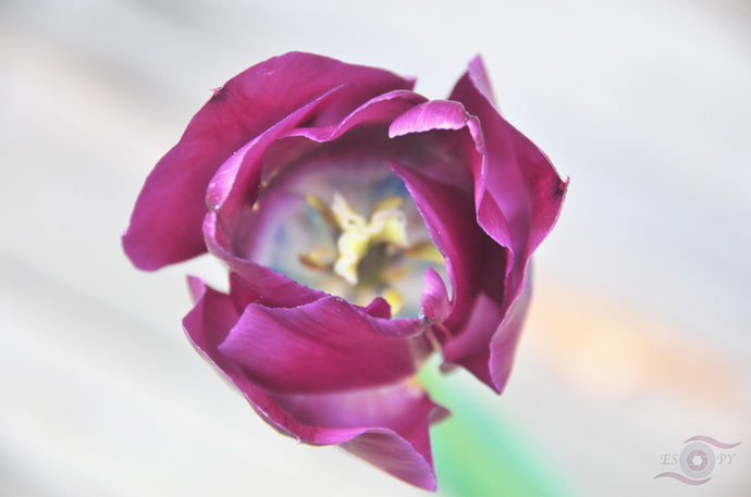 Flower Photography Wall Art Print of a deep pink tulip tip taken at Sherbrooke in the Dandenong Ranges, Victoria, Australia. Unframed Print. 