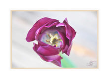 Load image into Gallery viewer, Flower Photography Wall Art Print of a deep pink tulip tip taken at Sherbrooke in the Dandenong Ranges, Victoria, Australia. Canvas Print with Wood Frame. 
