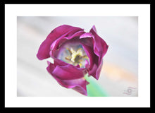 Load image into Gallery viewer, Flower Photography Wall Art Print of a deep pink tulip tip taken at Sherbrooke in the Dandenong Ranges, Victoria, Australia. Fine Art Print with Black Frame. 
