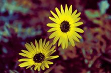 Load image into Gallery viewer, Flower Photography Wall Art Print of sunshine captured in Twin Vygies. Unframed Print.
