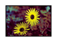 Load image into Gallery viewer, Flower Photography Wall Art Print of sunshine captured in Twin Vygies. Canvas Print with Black Frame.
