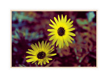 Load image into Gallery viewer, Flower Photography Wall Art Print of sunshine captured in Twin Vygies. Canvas Print with Wood Frame.
