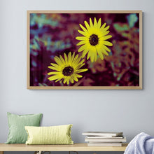 Load image into Gallery viewer, Flower Photography Wall Art Print of sunshine captured in Twin Vygies. Canvas Print with Wood Frame.
