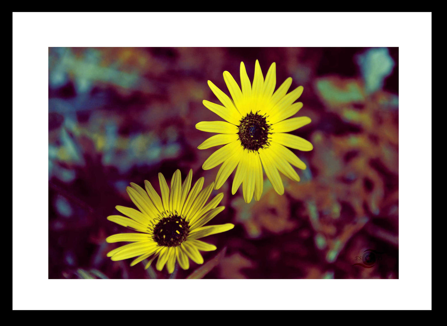 Flower Photography Wall Art Print of sunshine captured in Twin Vygies. Fine Art Print with Black Frame.