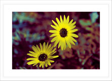 Load image into Gallery viewer, Flower Photography Wall Art Print of sunshine captured in Twin Vygies. Fine Art Print with White Frame.
