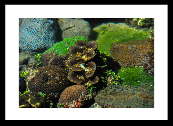 Underwater Wall Art, blue and green Brain Corals, Langkawi, Malaysia, Framed Prints, Canvas, Acrylic