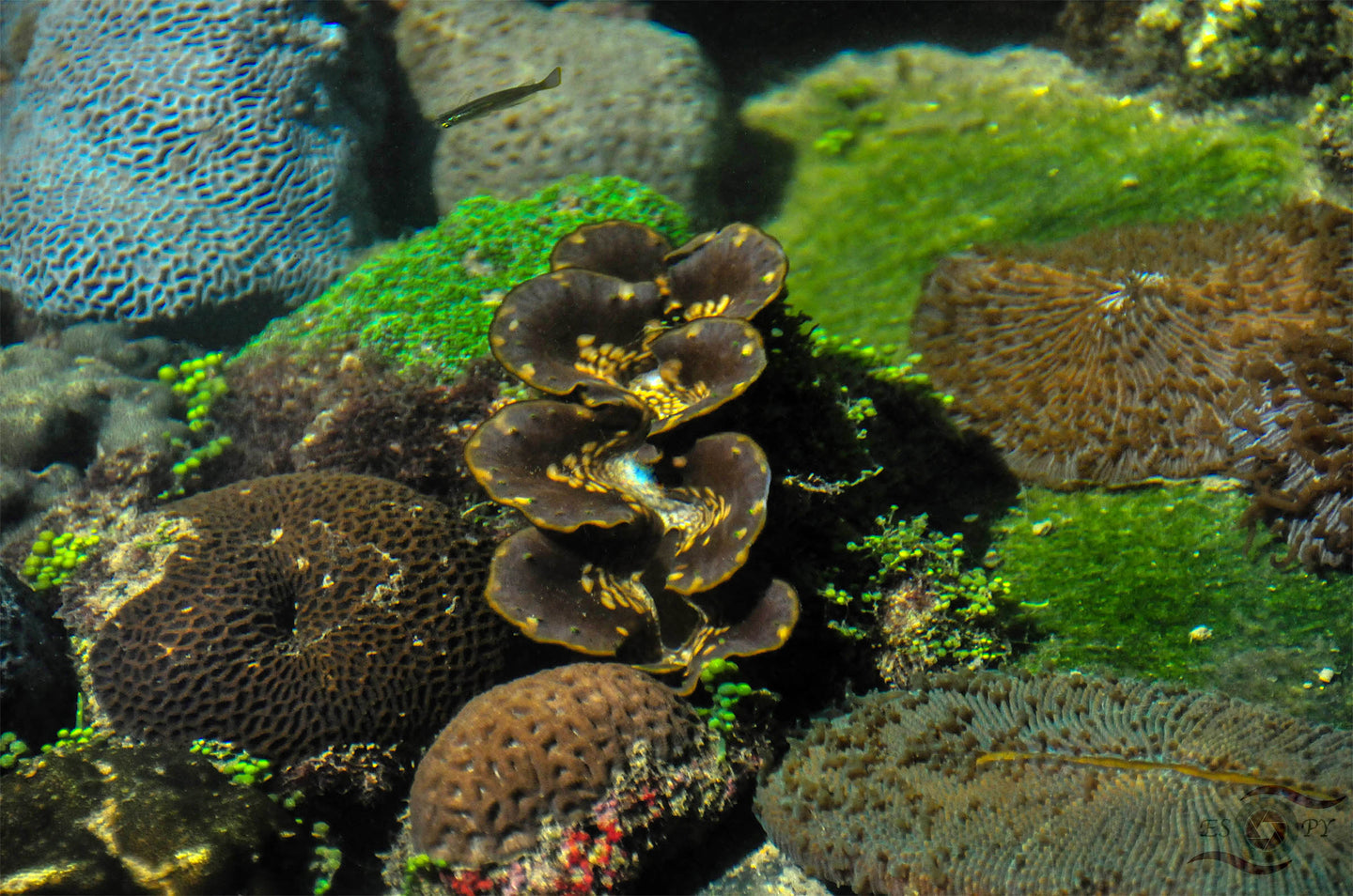 Underwater Wall Art, blue and green Brain Corals, Langkawi, Malaysia, Framed Prints, Canvas, Acrylic.