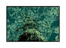 Load image into Gallery viewer, Forest Photography Wall Art Print of an abstract whispering tree. Canvas Print with Black Frame.
