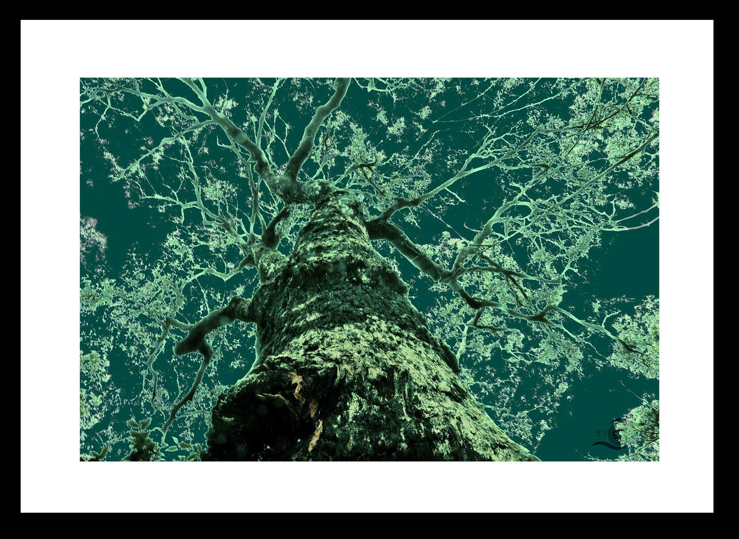 Forest Photography Wall Art Print of an abstract whispering tree. Fine Art Print with Black Frame.